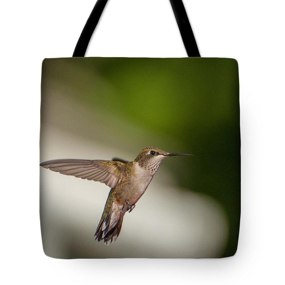 Hummers Tote Bag featuring the photograph Female Ruby Throated Hummingbird #2 by Brenda Jacobs