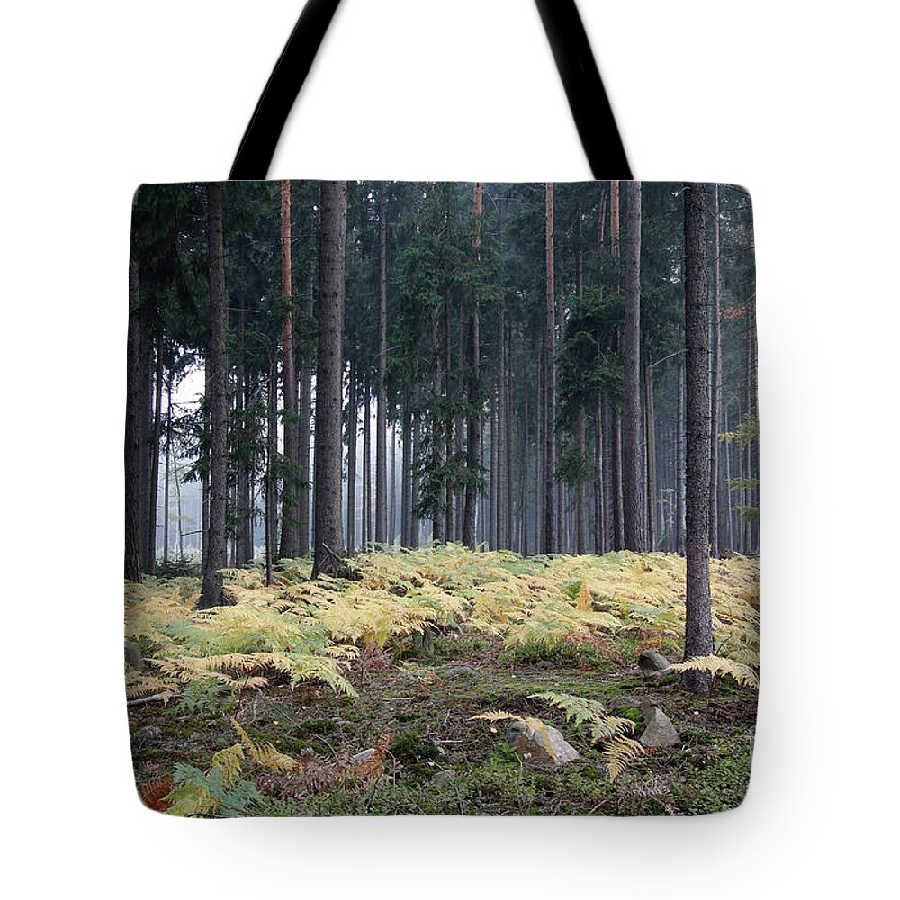 Forest Tote Bag featuring the photograph Fog in the forest with ferns #2 by Michal Boubin
