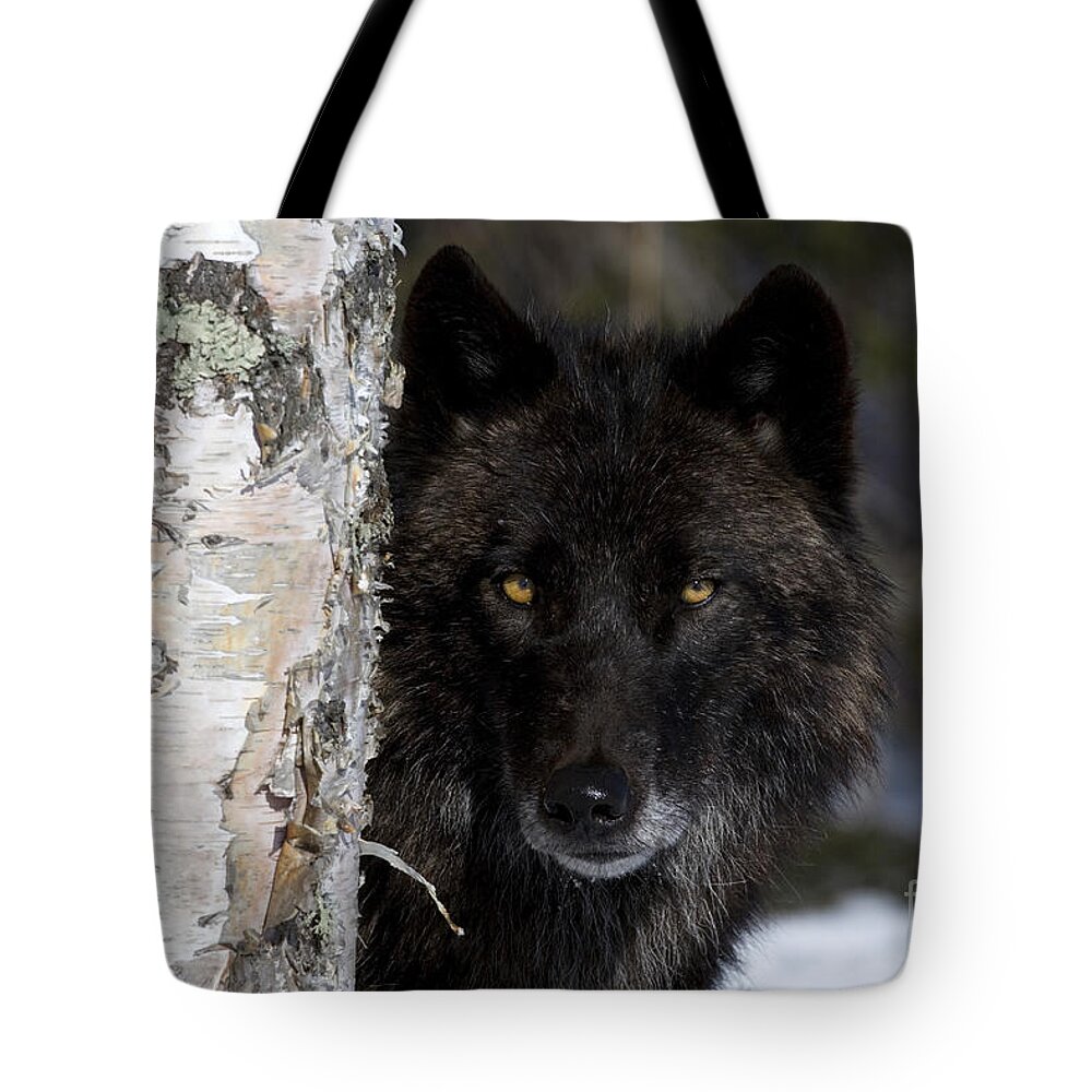 Gray Wolf Tote Bag featuring the photograph Gray Wolf by Jean-Louis Klein and Marie-Luce Hubert