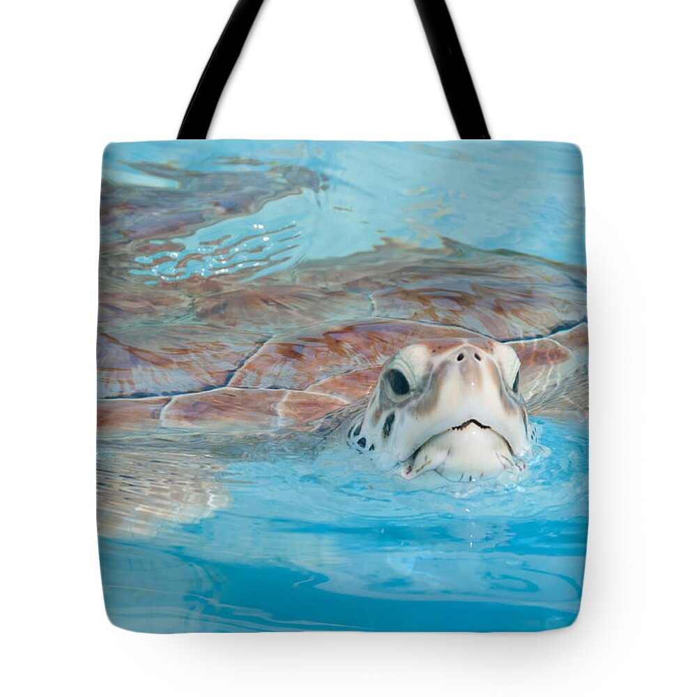 Mexico Quintana Roo Tote Bag featuring the digital art Green Turtles #2 by Carol Ailles