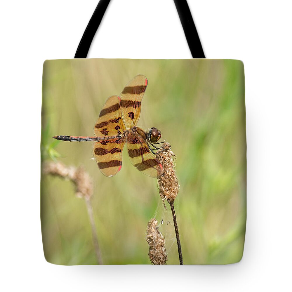 Dragonfly Tote Bag featuring the photograph Halloween Pennant #2 by Jim Zablotny