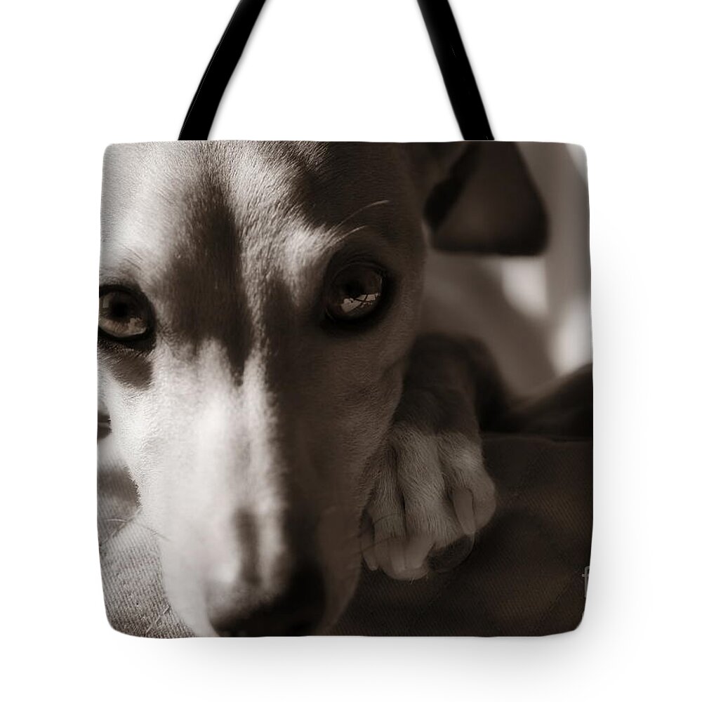 Editorial Tote Bag featuring the photograph Heart You Italian Greyhound by Angela Rath
