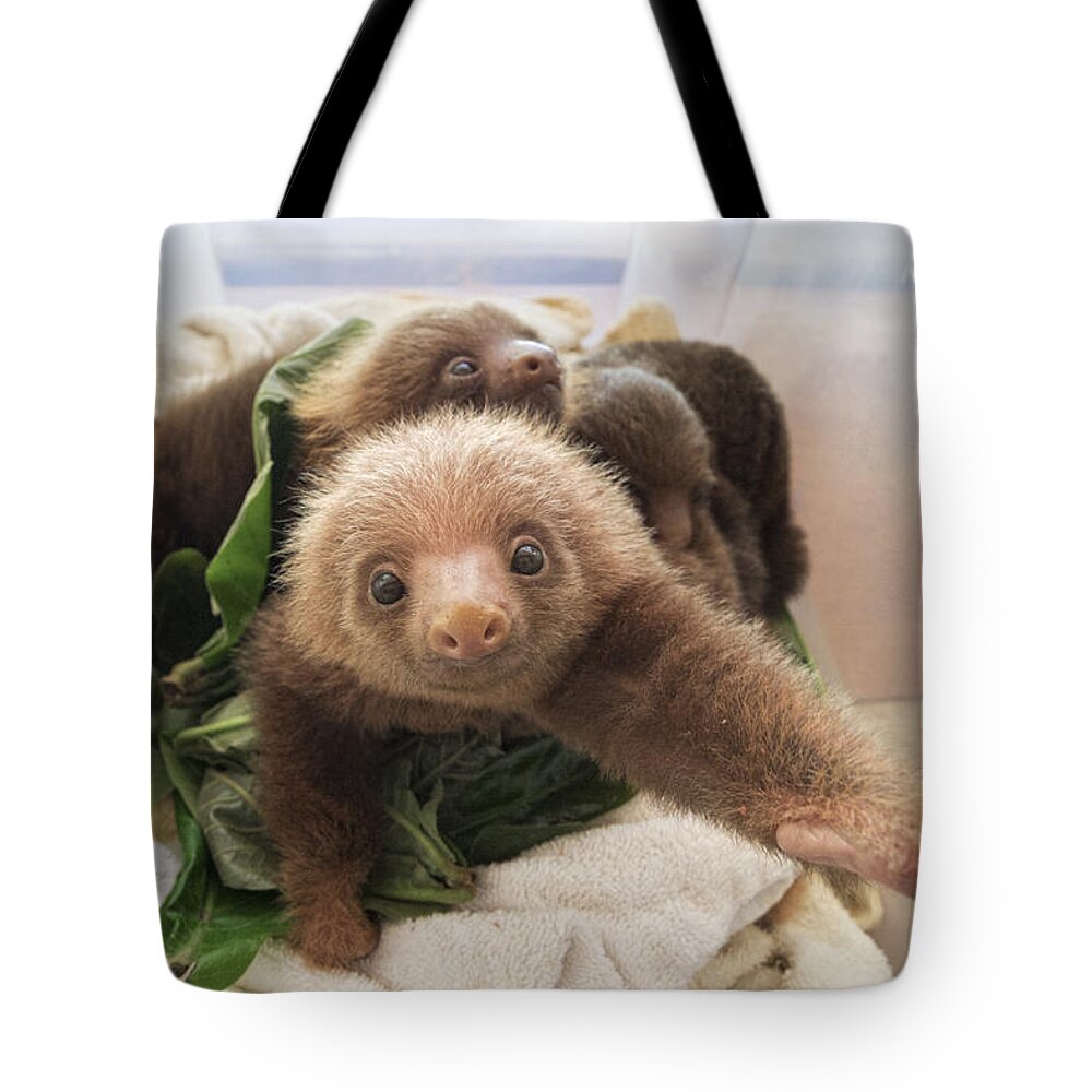 Mp Tote Bag featuring the photograph Hoffmanns Two-toed Sloth Choloepus #2 by Suzi Eszterhas