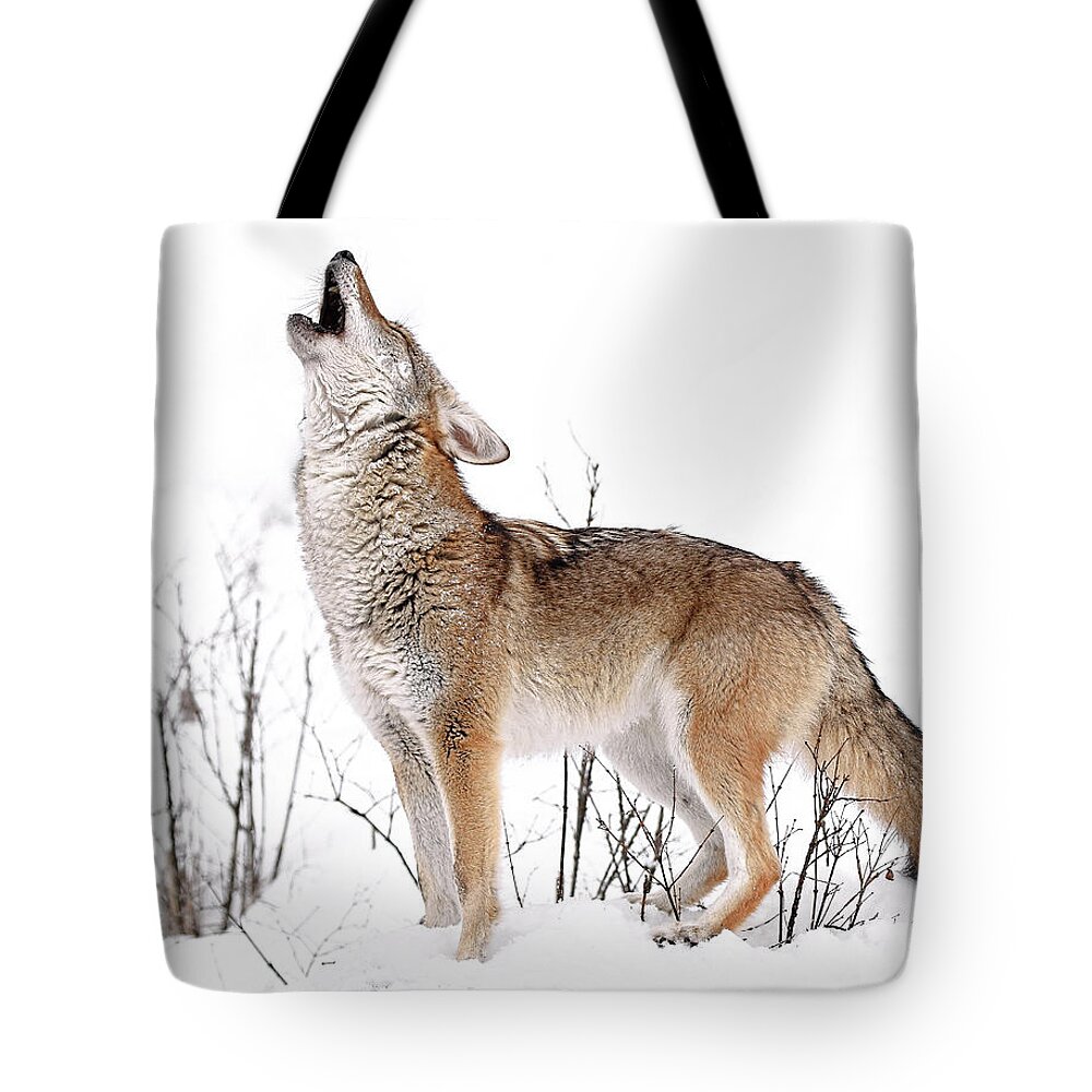 Coyote Tote Bag featuring the photograph Howling Coyote #2 by Athena Mckinzie