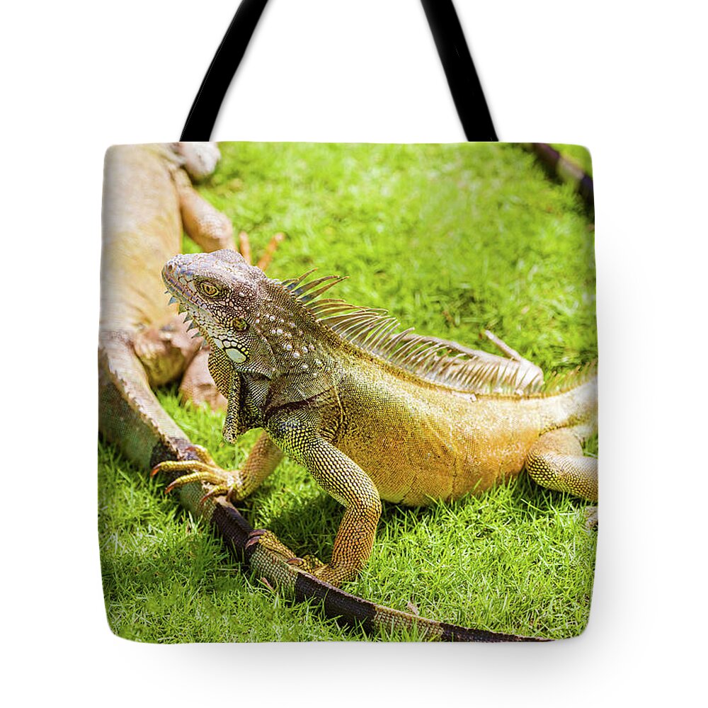Iguana Tote Bag featuring the photograph Iguanas at the Iguana park in downtown of Guayaquil, Ecuador. #2 by Marek Poplawski