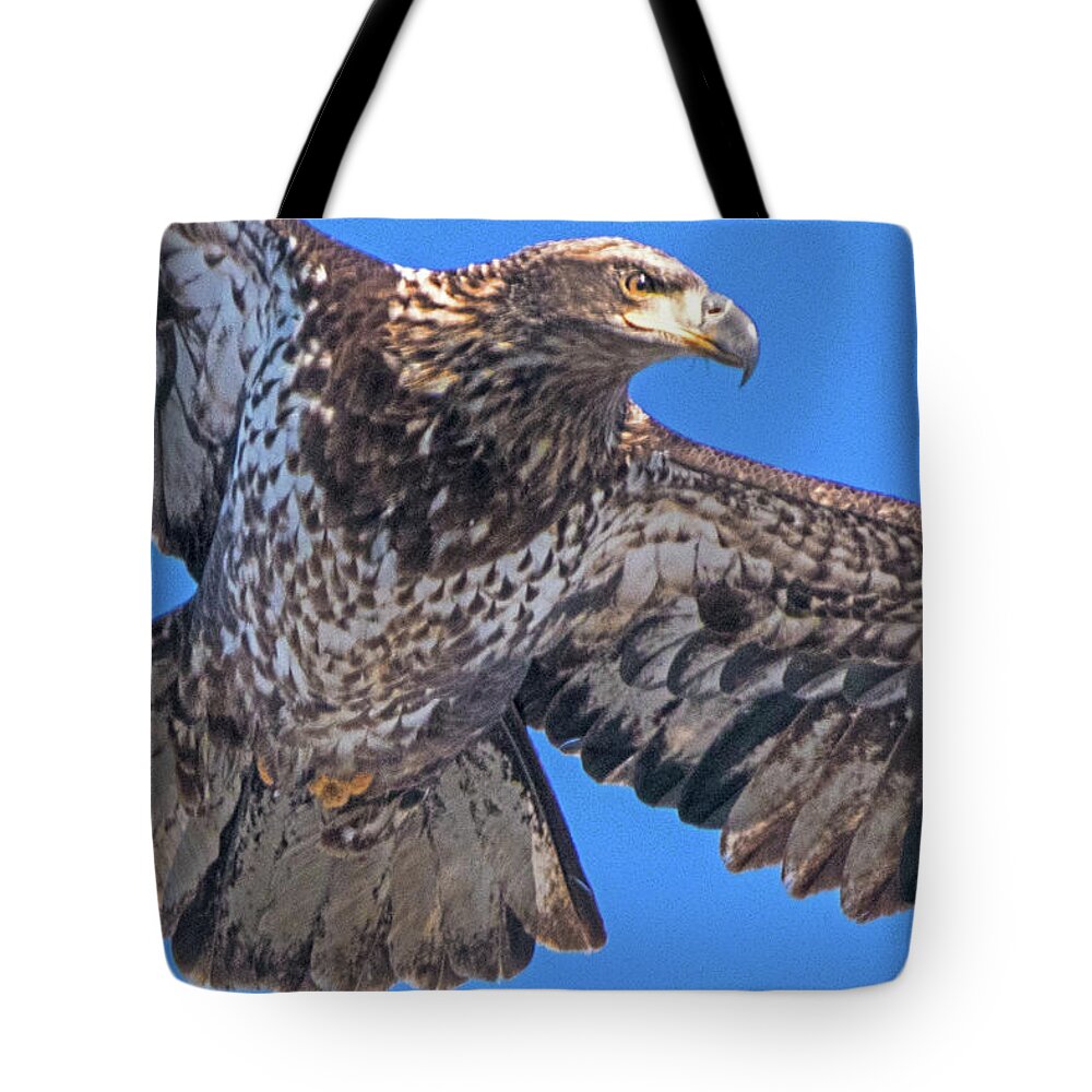 Eagle Tote Bag featuring the photograph Immature Eagle in Flight #3 by Ira Marcus