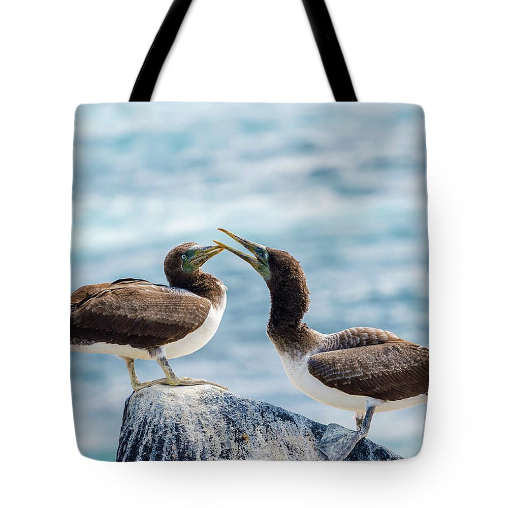Galapagos Tote Bag featuring the photograph Juvenile Nazca Booby in Galapagos #2 by Marek Poplawski