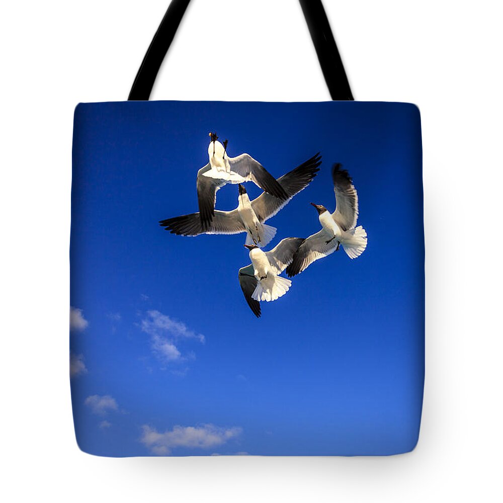 Leucophaeus Atricilla Tote Bag featuring the photograph Laughing Gulls #2 by Alexey Stiop