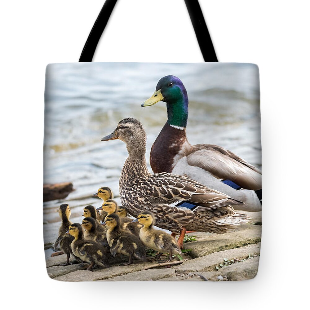 Mallard Tote Bag featuring the photograph Mallard Family by Holden The Moment