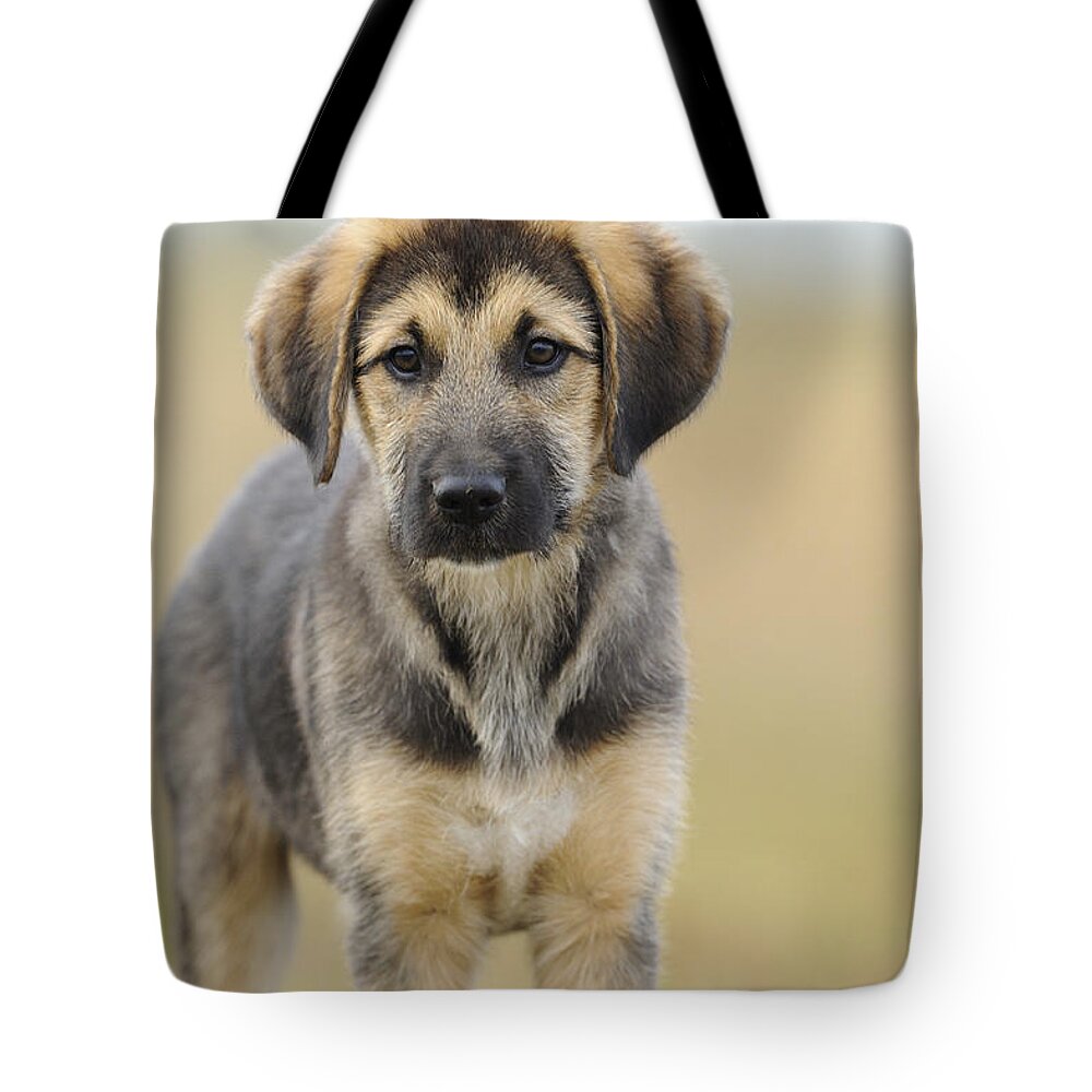 Dog Tote Bag featuring the photograph Mixed-breed Puppy #2 by David & Micha Sheldon