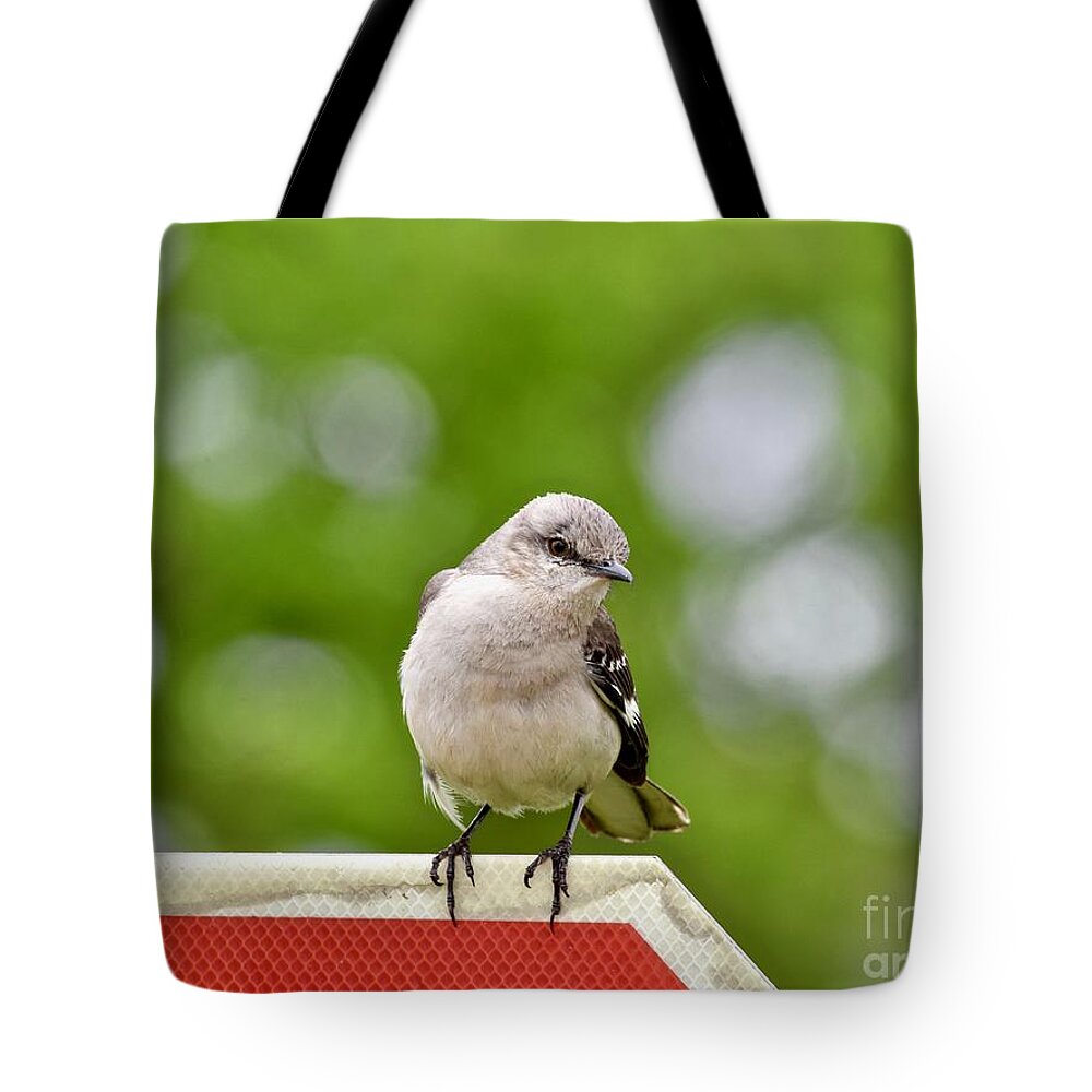 Animal Tote Bag featuring the photograph Northern mockingbird #2 by JL Images