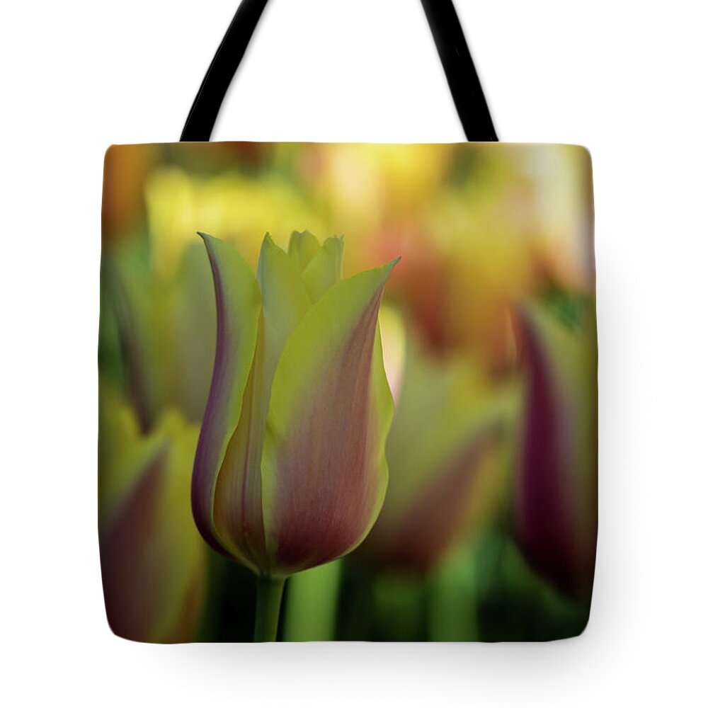 Jay Stockhaus Tote Bag featuring the photograph Pink and Yellow #2 by Jay Stockhaus
