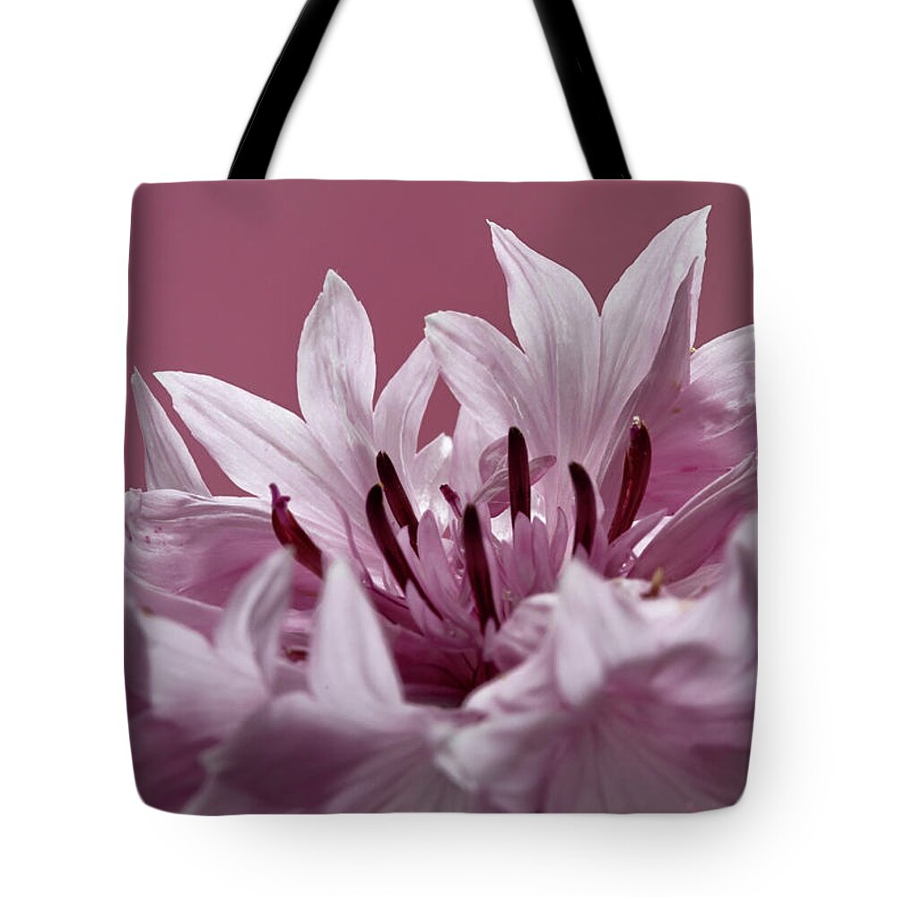 Pale Tote Bag featuring the photograph Pink Cornflower #2 by Shirley Mitchell