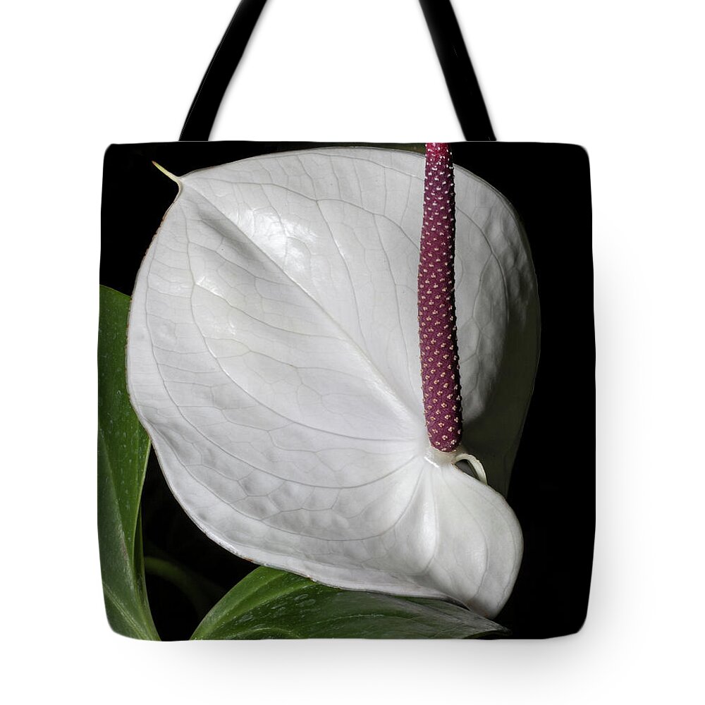 Anthurium Tote Bag featuring the photograph Puritan #2 by Doug Norkum