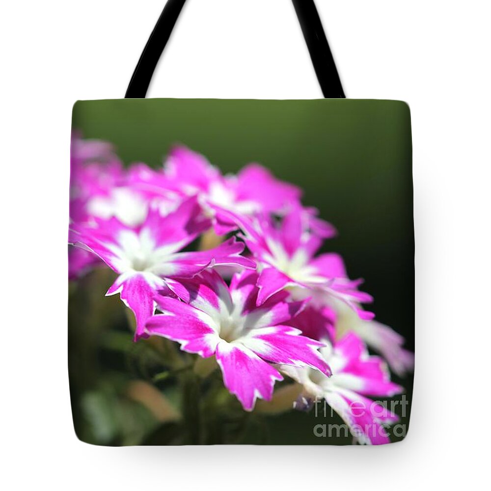 Mccombie Tote Bag featuring the photograph Purple and White Dwarf Twinkling Beauty Phlox #5 by J McCombie
