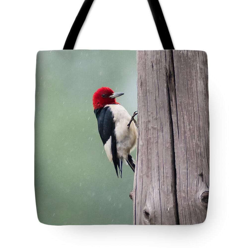 Red Headed Woodpecker Tote Bag featuring the photograph Red Headed Woodpecker #2 by Holden The Moment