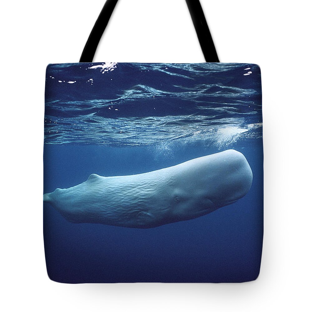 00270022 Tote Bag featuring the photograph White Sperm Whale by Hiroya Minakuchi