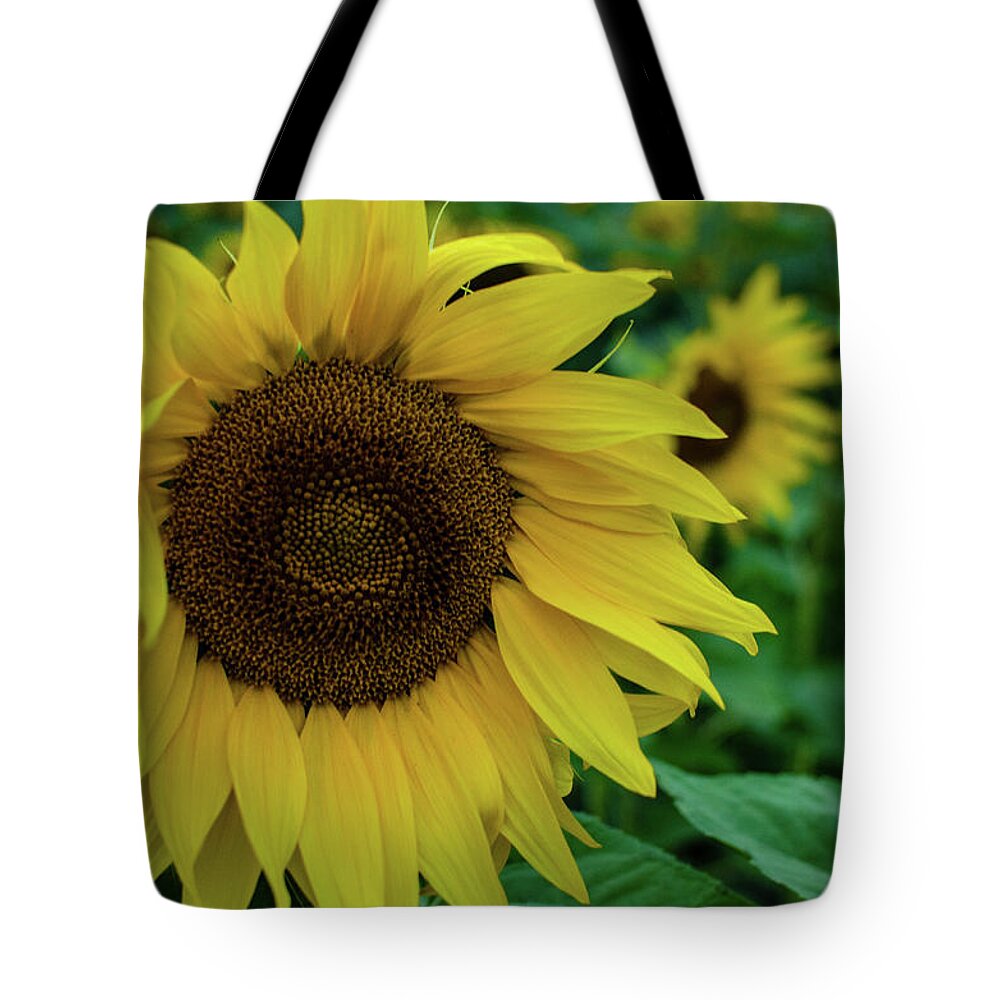 Winterpacht Tote Bag featuring the photograph Sunflower Fields #2 by Miguel Winterpacht