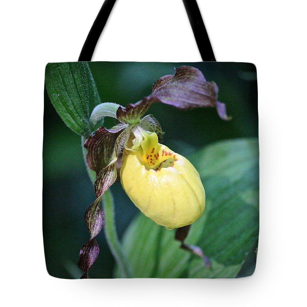 Flower Tote Bag featuring the photograph Sunny Slipper Tear by Susan Herber