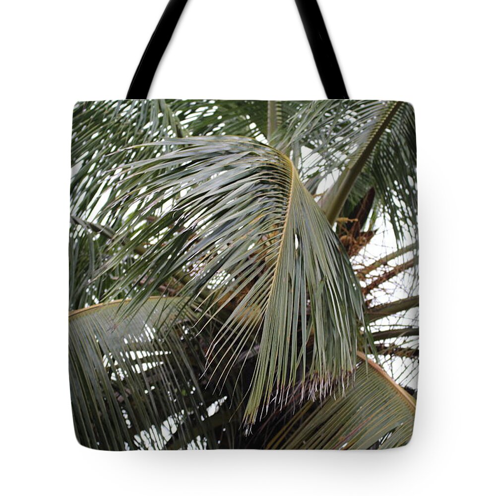 Palm Tree Tote Bag featuring the photograph Through the trees #2 by Denise Cicchella