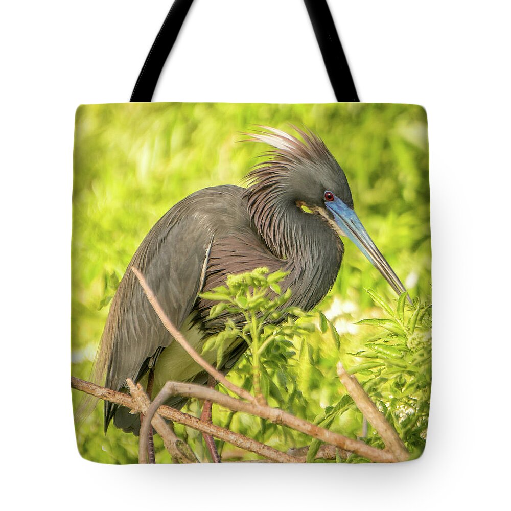 Florida Tote Bag featuring the photograph Tricolored Heron #2 by Jane Luxton