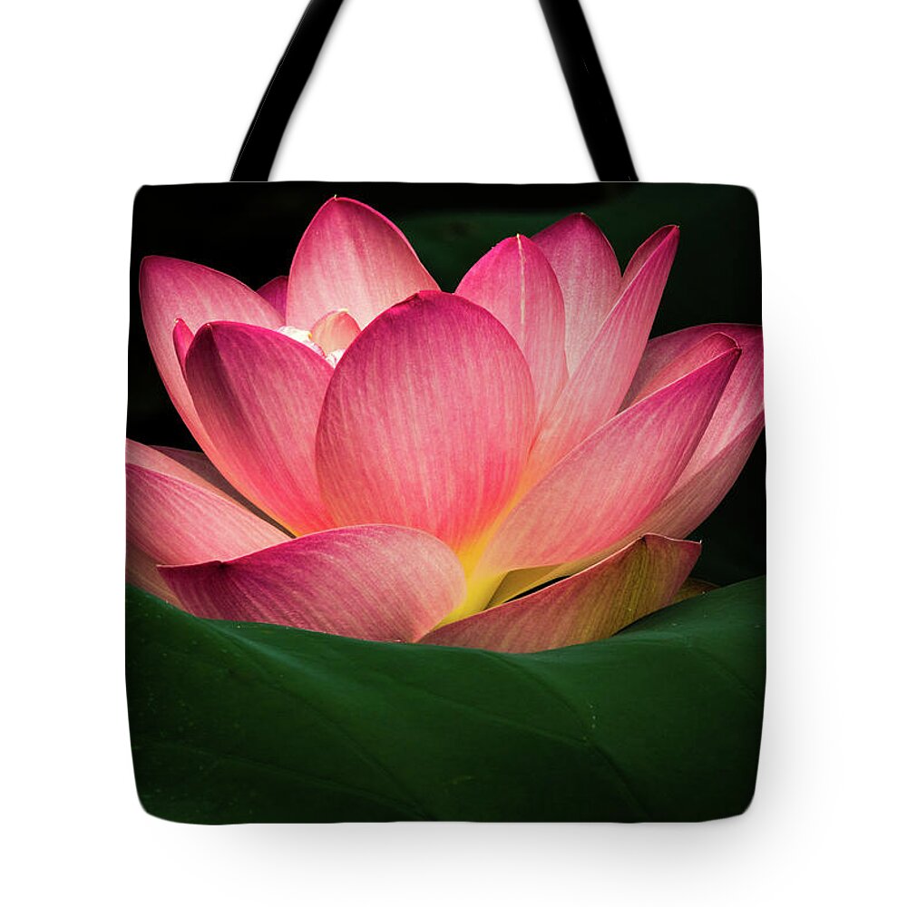 Jay Stockhaus Tote Bag featuring the photograph Water Lily #4 by Jay Stockhaus