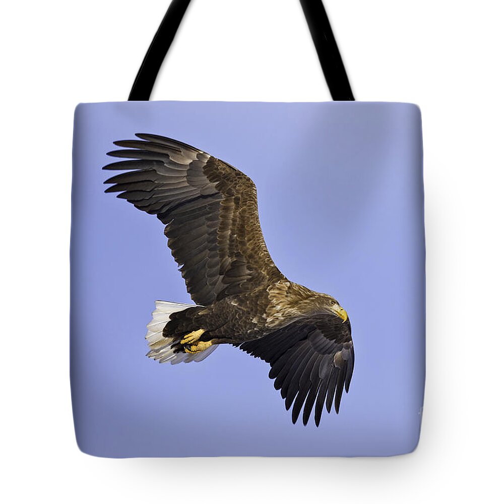 White Tailed Sea Eagle Tote Bag featuring the photograph White Tailed Sea Eagle by Natural Focal Point Photography