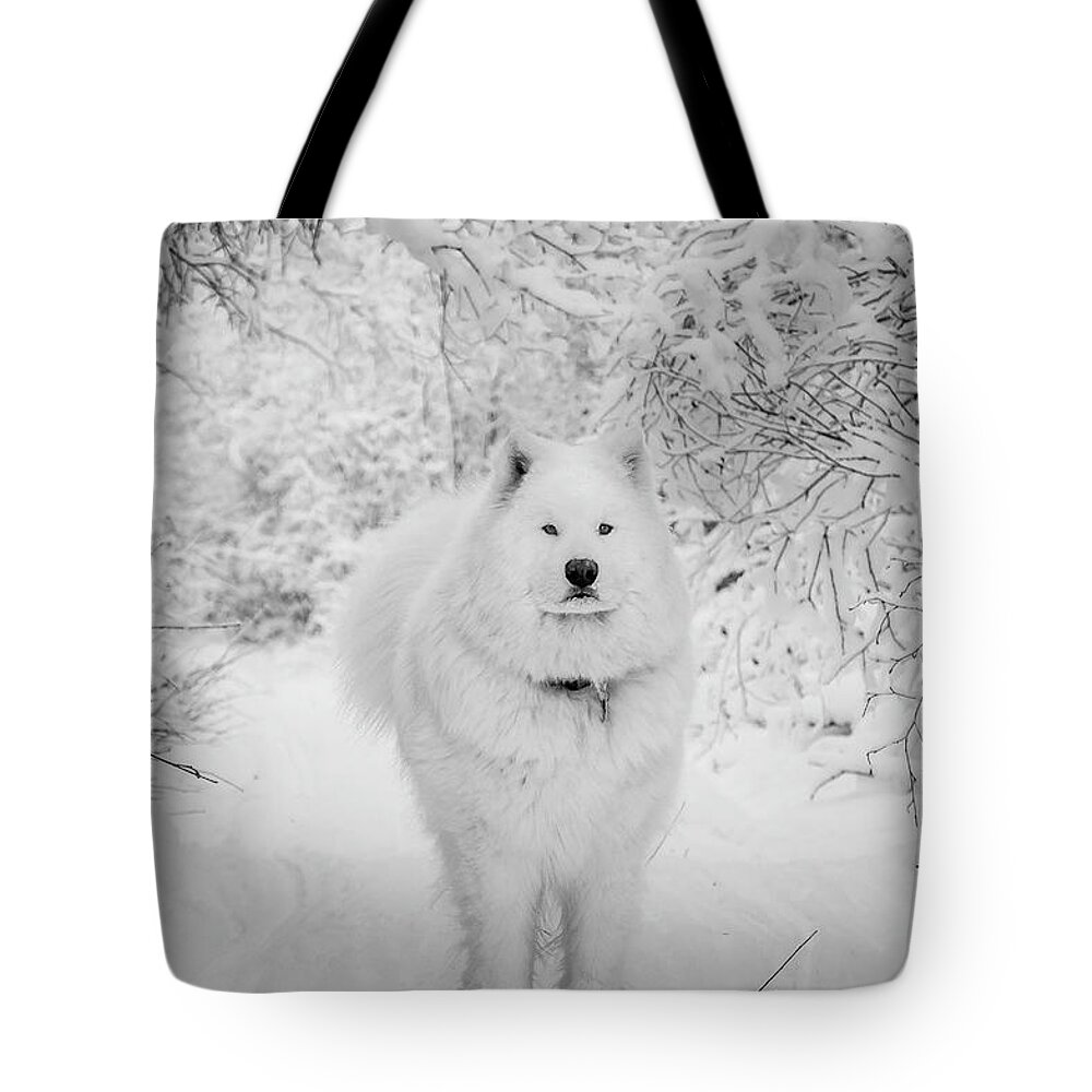 Samoyed Tote Bag featuring the photograph Winter Wonderland #2 by Valerie Pond