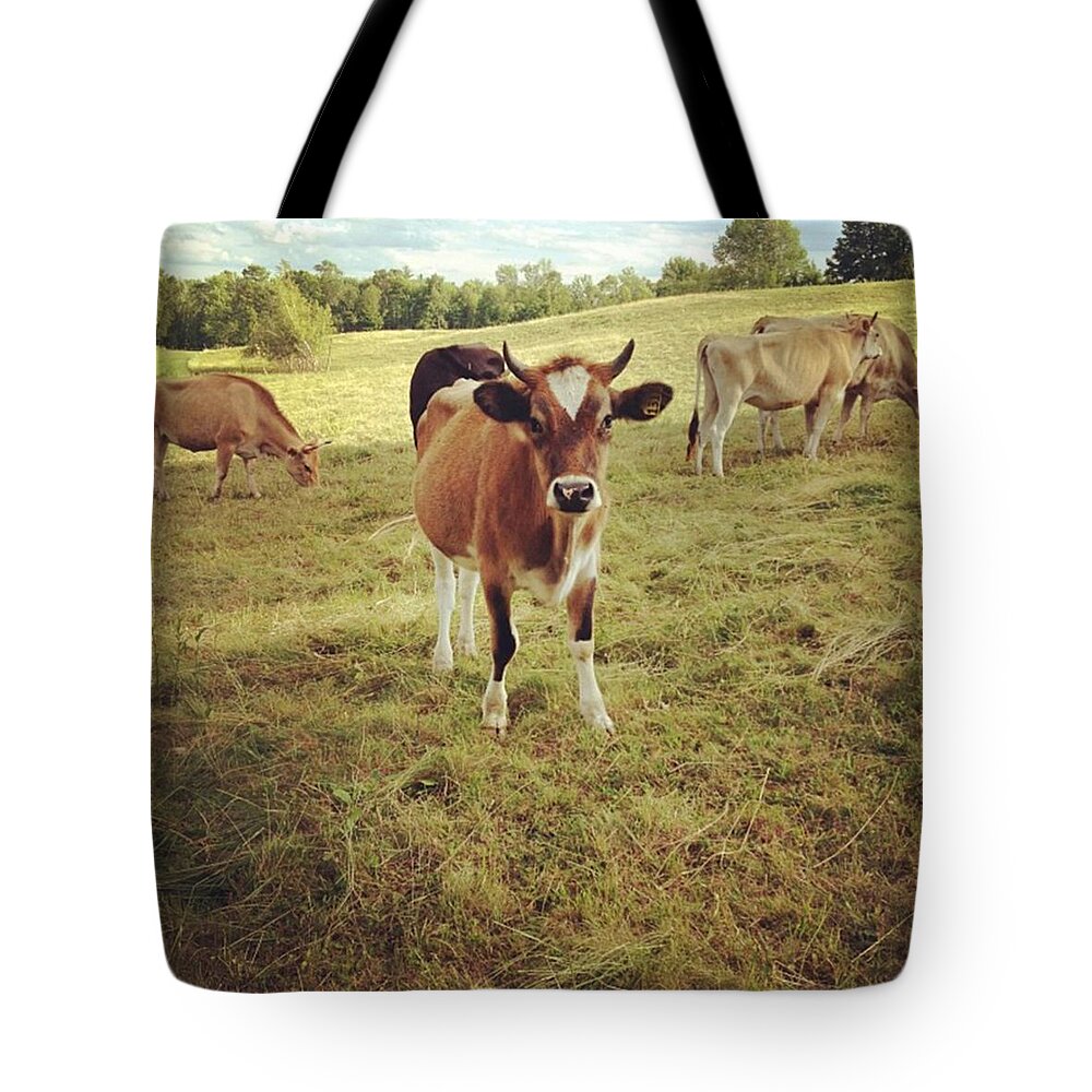 Cow Tote Bag featuring the photograph Moo #2 by Salamander Woods Studio-Homestead