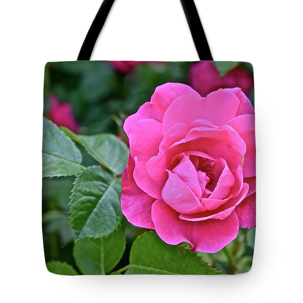 Rose Tote Bag featuring the photograph 2016 Early June Rose 2 by Janis Senungetuk