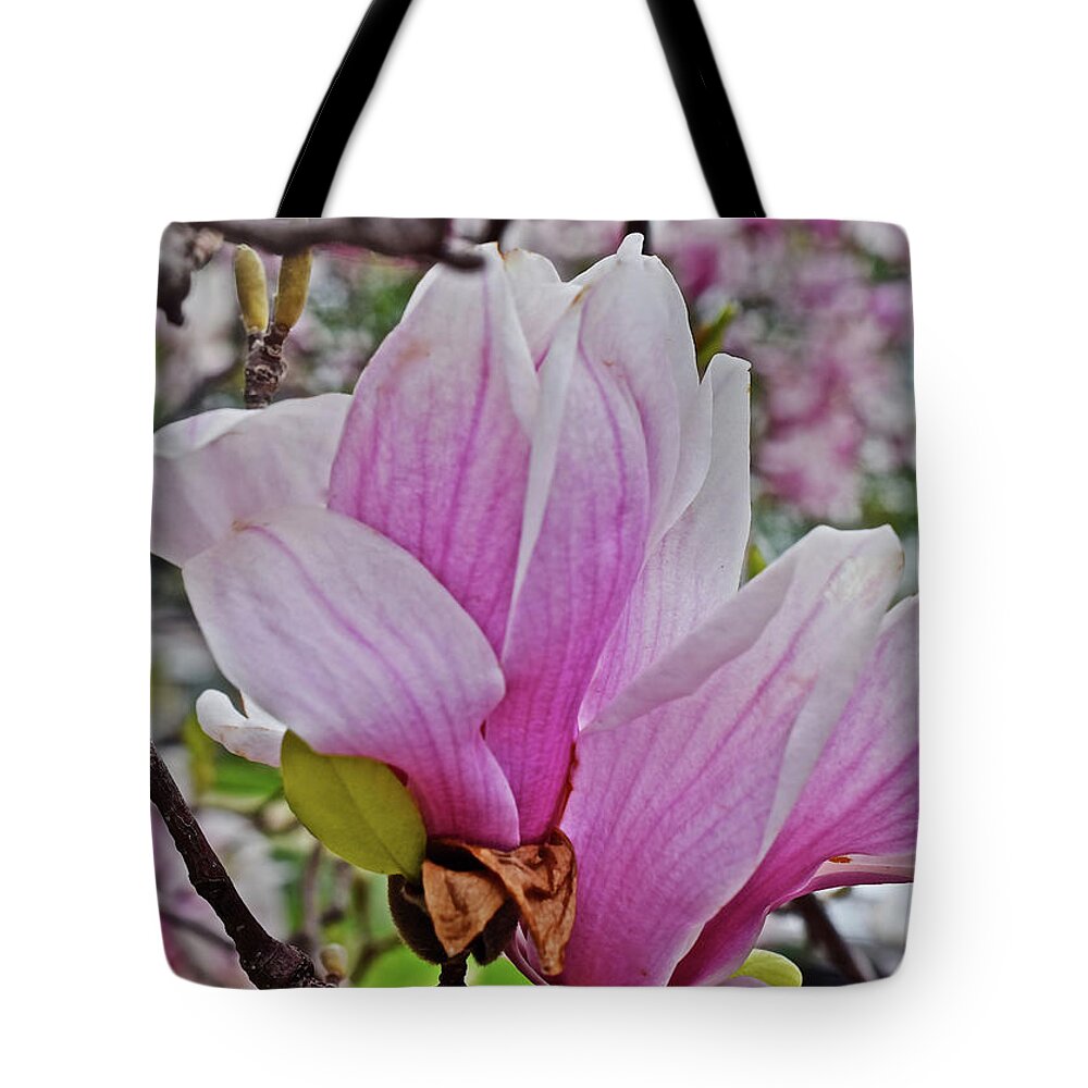 Magnolia Tote Bag featuring the photograph 2016 Late Vernon Magnolia 2 by Janis Senungetuk