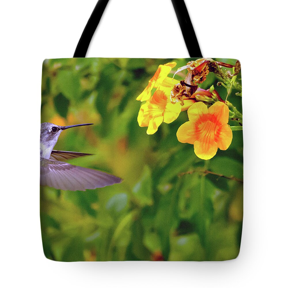 Hummingbird Tote Bag featuring the photograph Anna's Hummingbird #3 by Tam Ryan