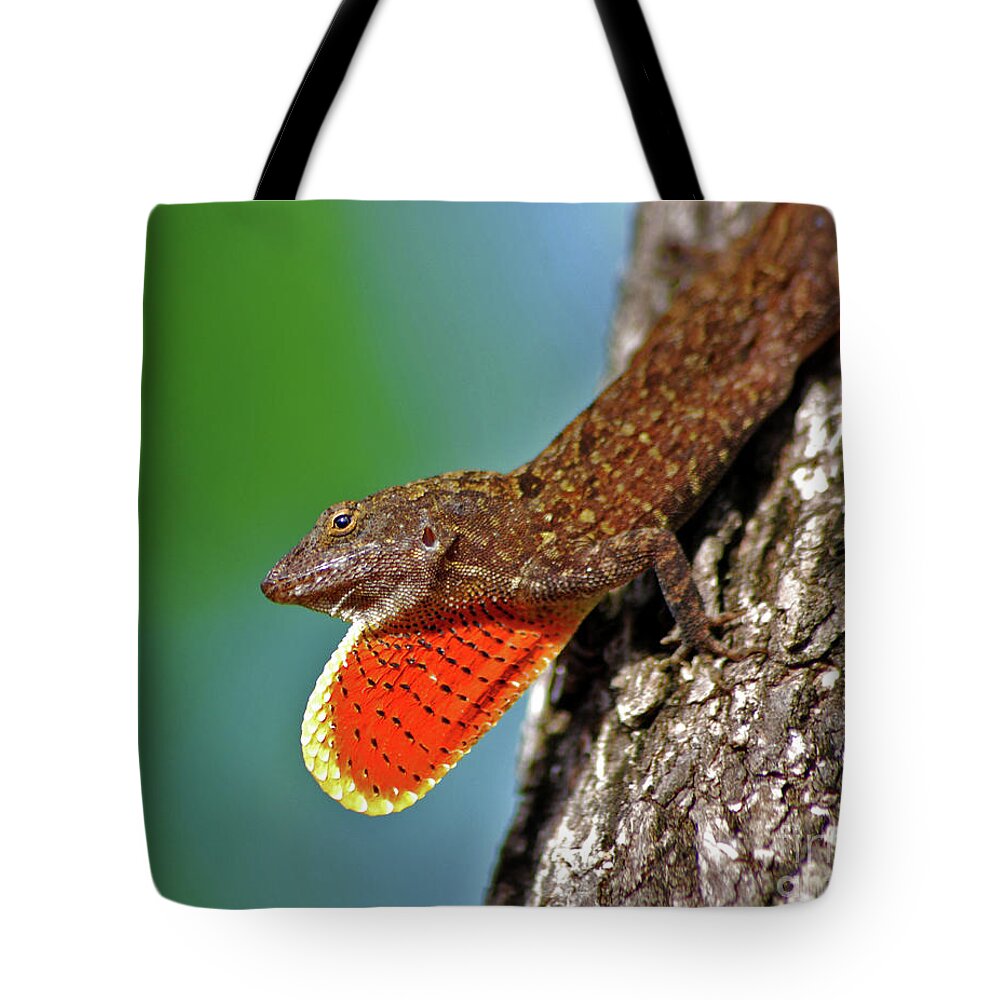 Brown Anole Tote Bag featuring the photograph 22- Brown Anole by Joseph Keane