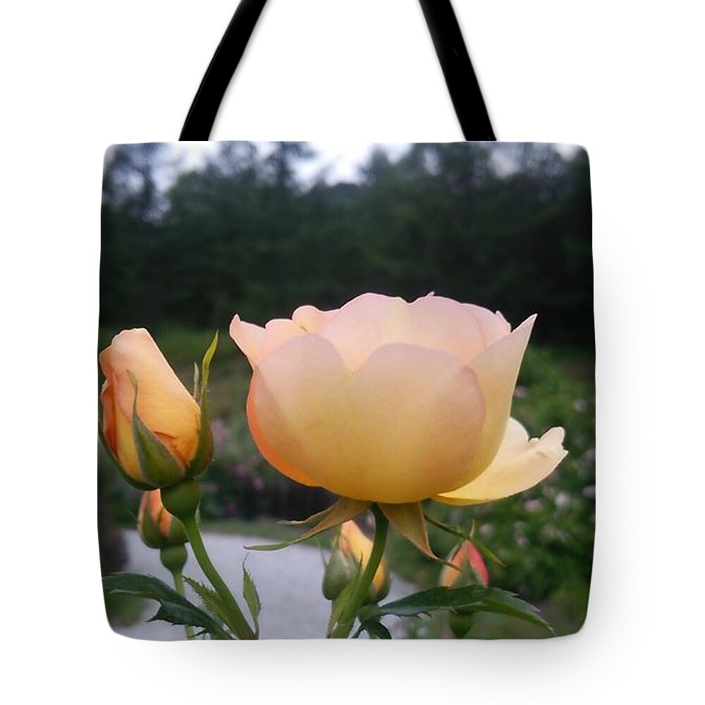 #flower#flowerlovers#flowerlover#green#flowerlovers#floral#rose#rosa#orange#petal#plant#blossom#photooftheday#floweroftheday#webstagram#naturestagram#flowerstagram#naturelover#naturelovers#naturehippys#naturehippy#flowers#furano#hokkaido#japan#kn##xǖ#kc#{ Tote Bag featuring the photograph Rose #22 by Tomoko Takigawa