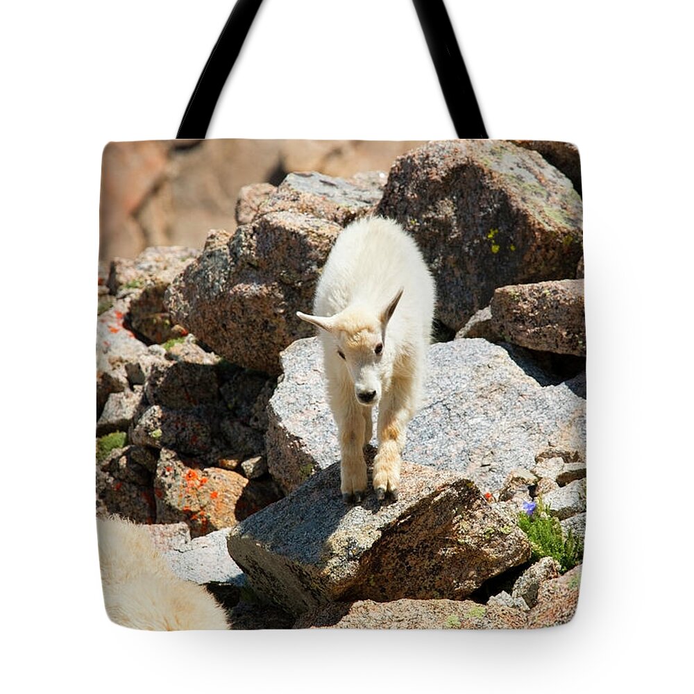 Mount Massive Tote Bag featuring the photograph Hiking the Mount Massive Summit #24 by Steven Krull