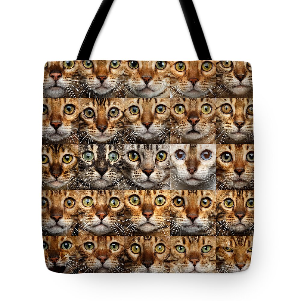 25 Tote Bag featuring the photograph 25 Different Bengal Cat faces by Sergey Taran