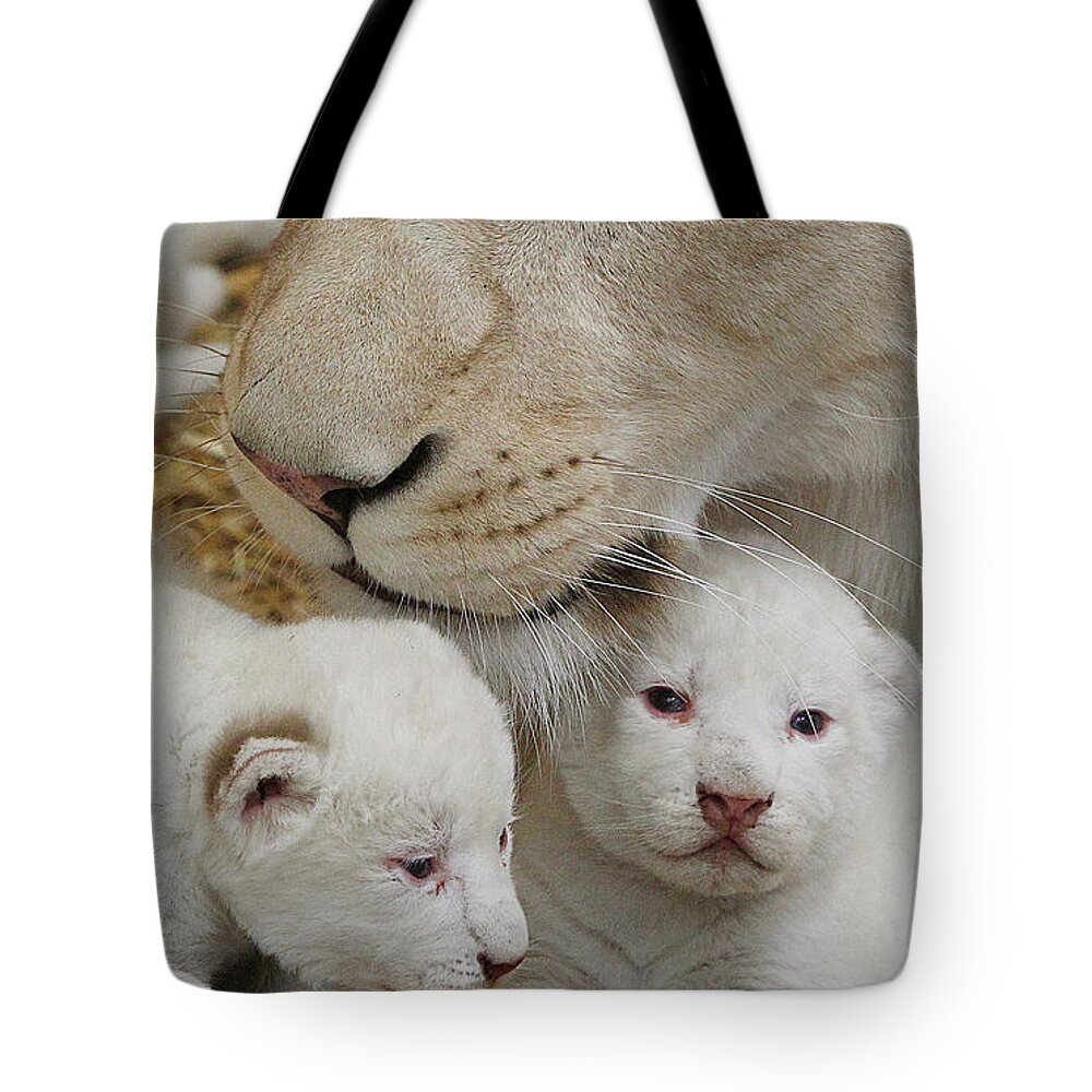 Lion Tote Bag featuring the photograph Lion #27 by Mariel Mcmeeking