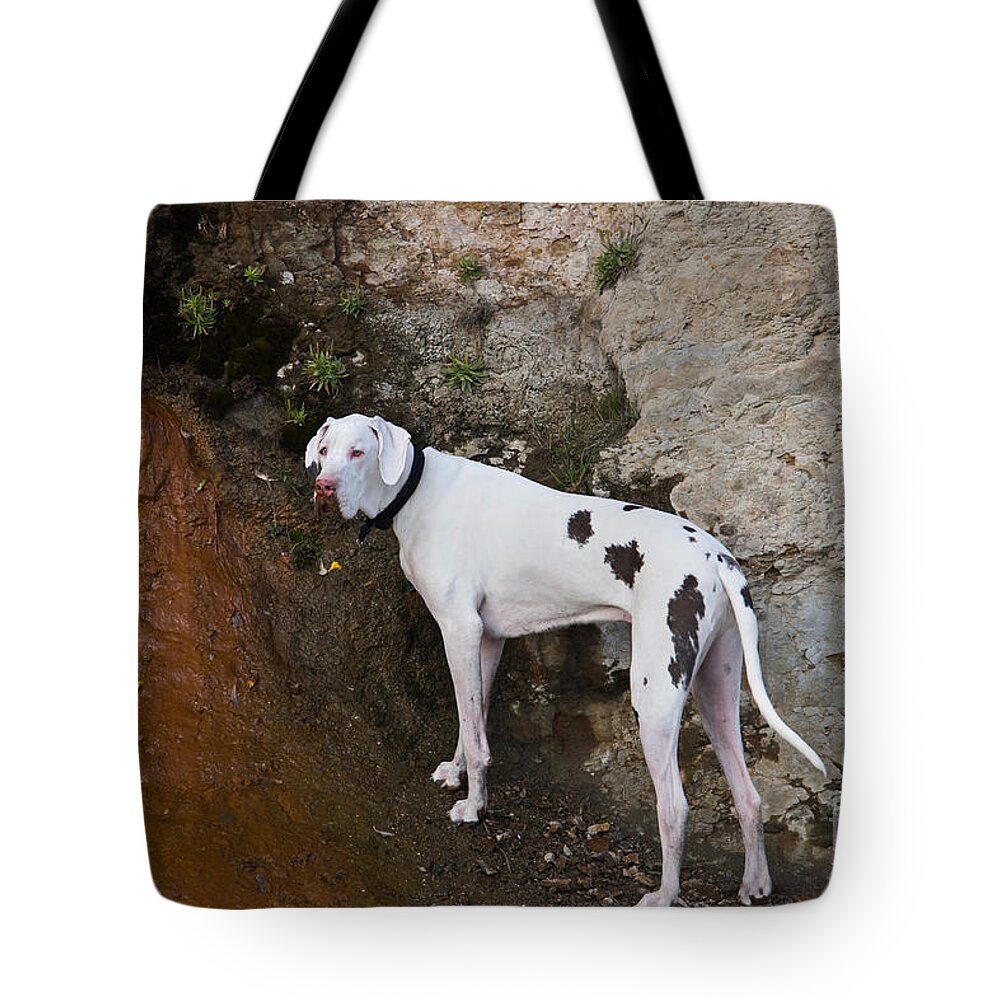 Animal Tote Bag featuring the photograph Albino Great Dane #3 by Inga Spence