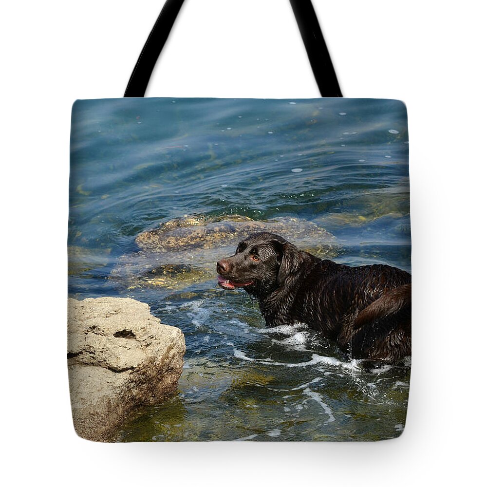 Labrador Retriever Tote Bag featuring the photograph Anticipation #3 by Fraida Gutovich