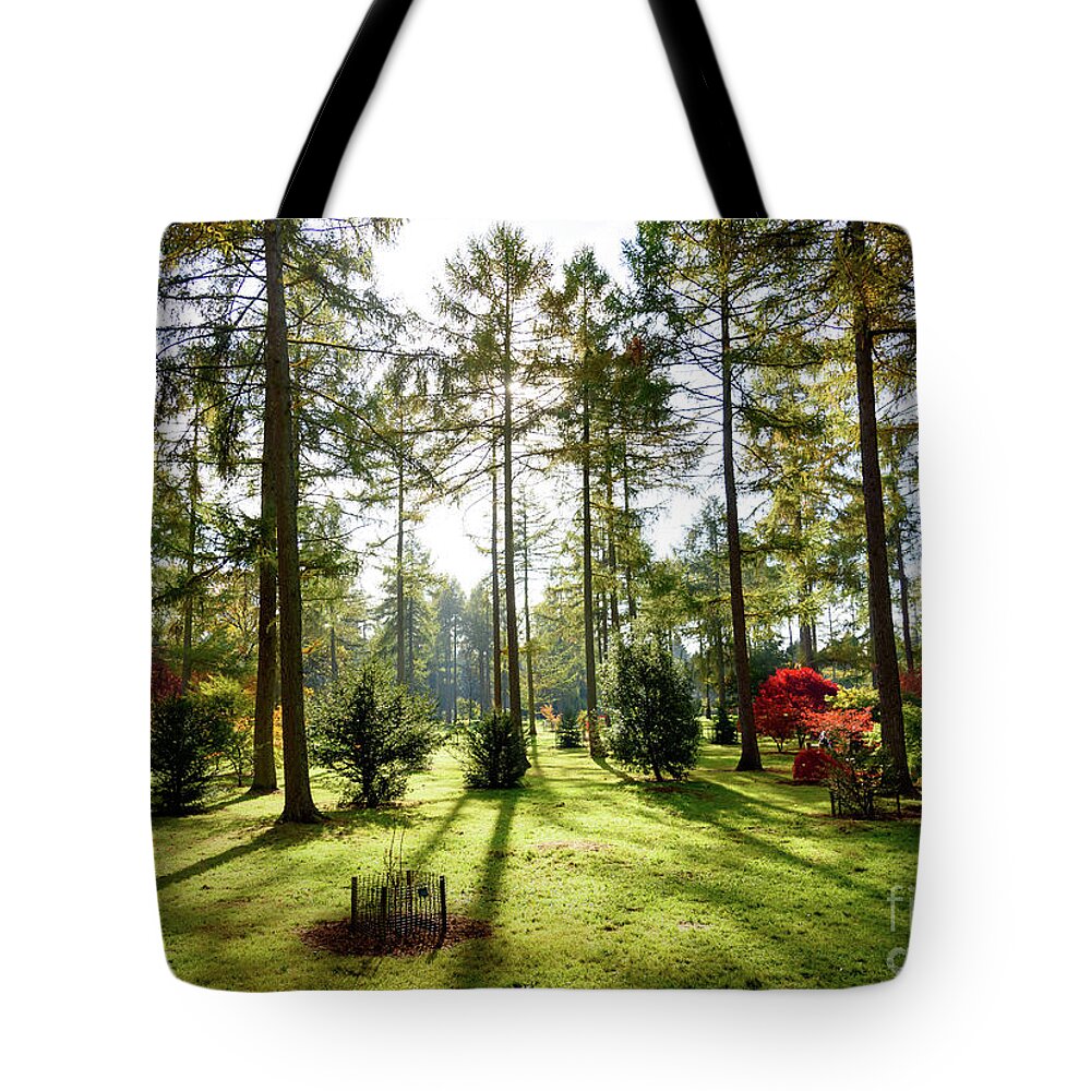 Autumn Tote Bag featuring the photograph Autumn in the park #3 by Colin Rayner