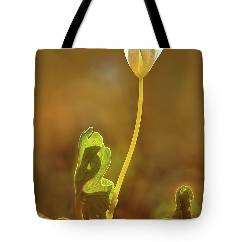 Sanguinaria Canadensis Tote Bag featuring the photograph Bloodroot by Robert Charity