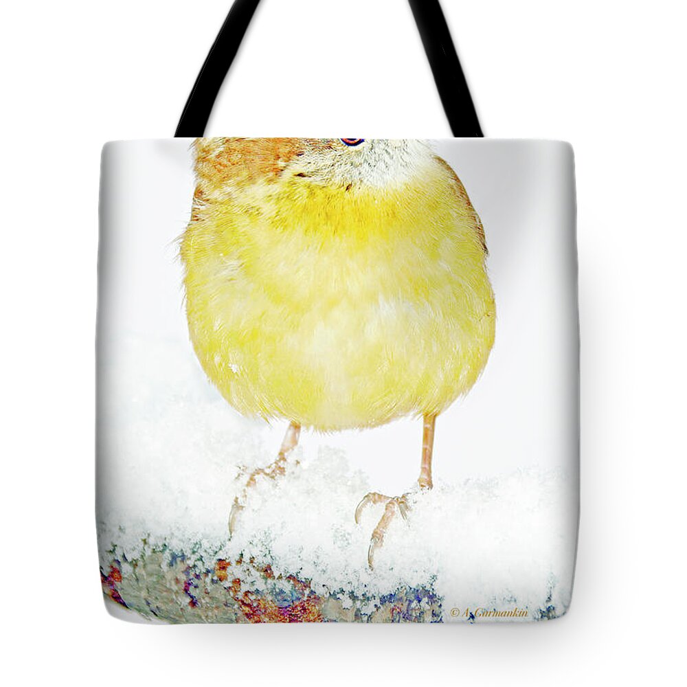 Songbird Tote Bag featuring the photograph Carolina Wren in Winter #3 by A Macarthur Gurmankin