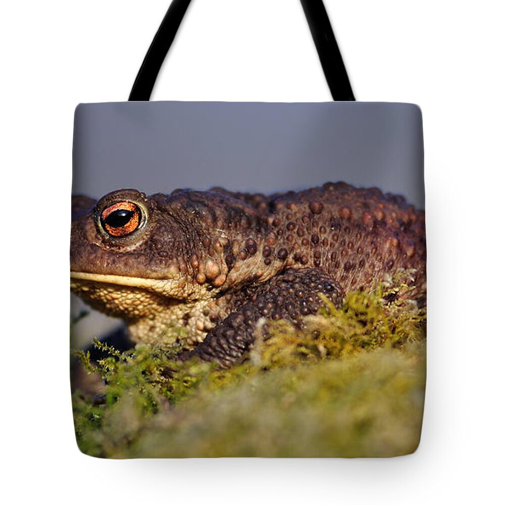 Common Toad Tote Bag featuring the photograph Common toad #3 by Gavin Macrae