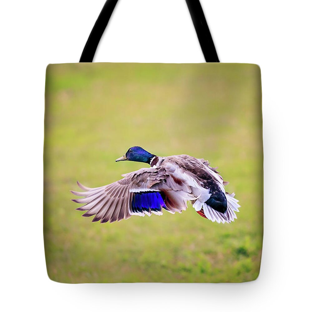 Animal Tote Bag featuring the photograph Duck-drake #3 by Peter Lakomy