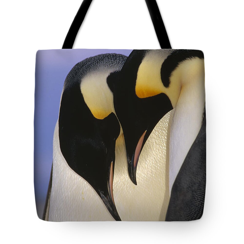 Mp Tote Bag featuring the photograph Emperor Penguin Aptenodytes Forsteri #3 by Tui De Roy