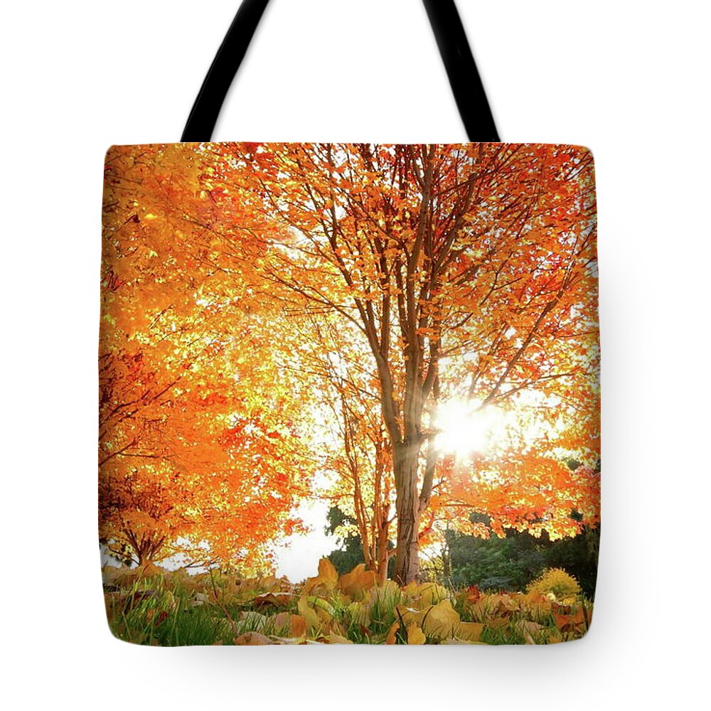 Fall Tote Bag featuring the photograph Fall #3 by Jackie Russo