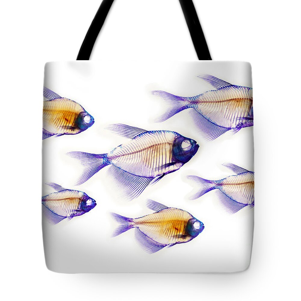 Anatomy Tote Bag featuring the photograph Fish Skeletons #3 by Scott Camazine