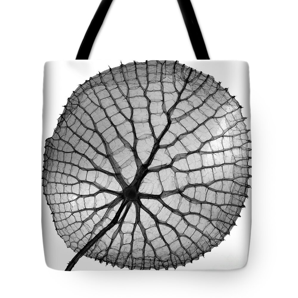 Giant Amazon Water Lilies Tote Bag featuring the photograph Giant Amazon Water Lily, X-ray #3 by Ted Kinsman