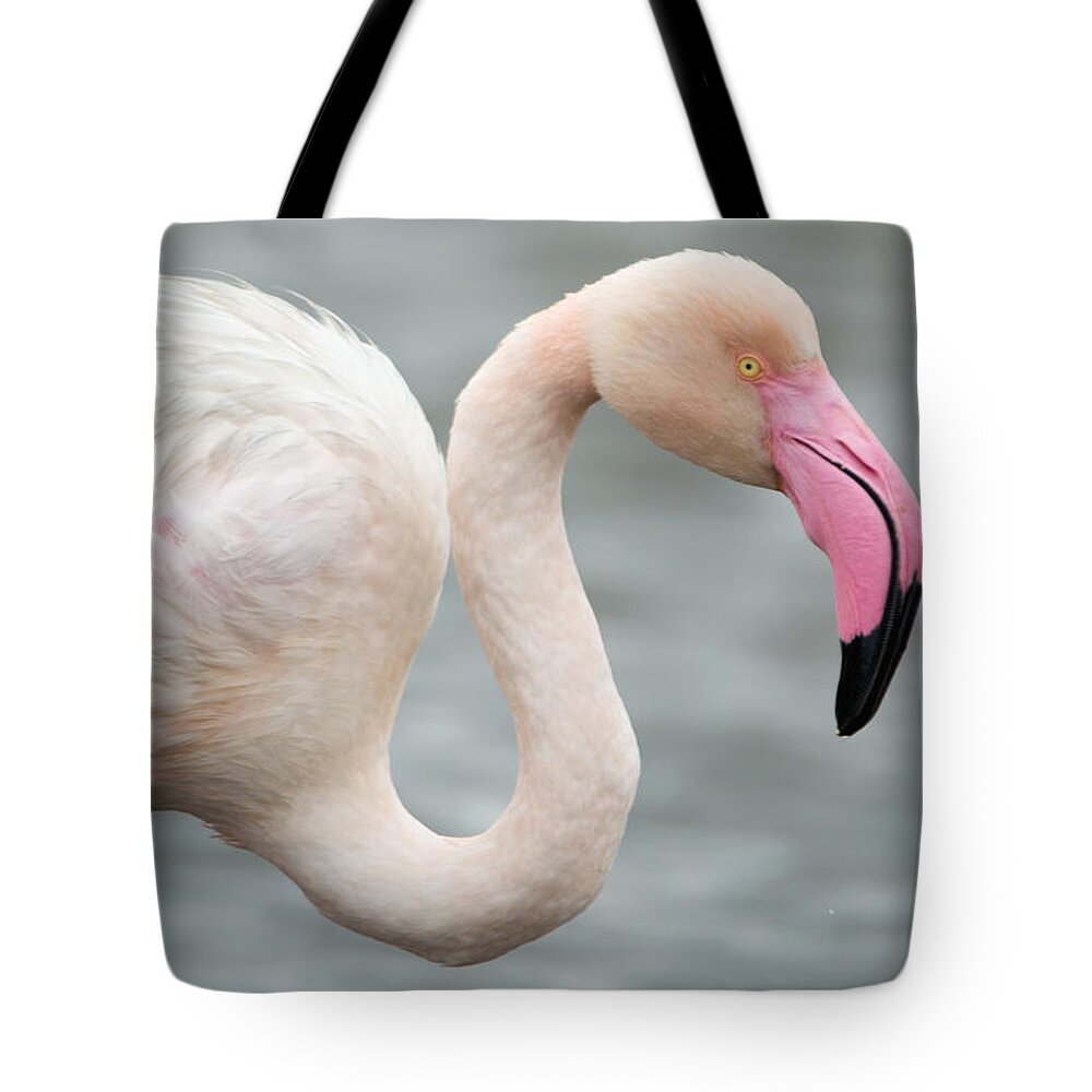 Photography Tote Bag featuring the photograph Greater Flamingo Phoenicopterus Roseus #3 by Panoramic Images