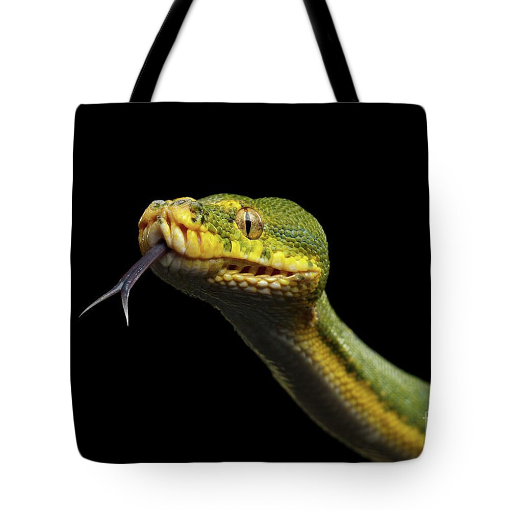Snake Tote Bag featuring the photograph Green Tree Python. Morelia viridis. Isolated black background #1 by Sergey Taran